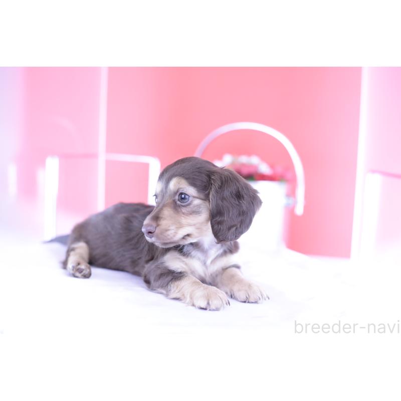 成約済の愛知県のミニチュアダックスフンド(ロングヘアード)-403514の10枚目