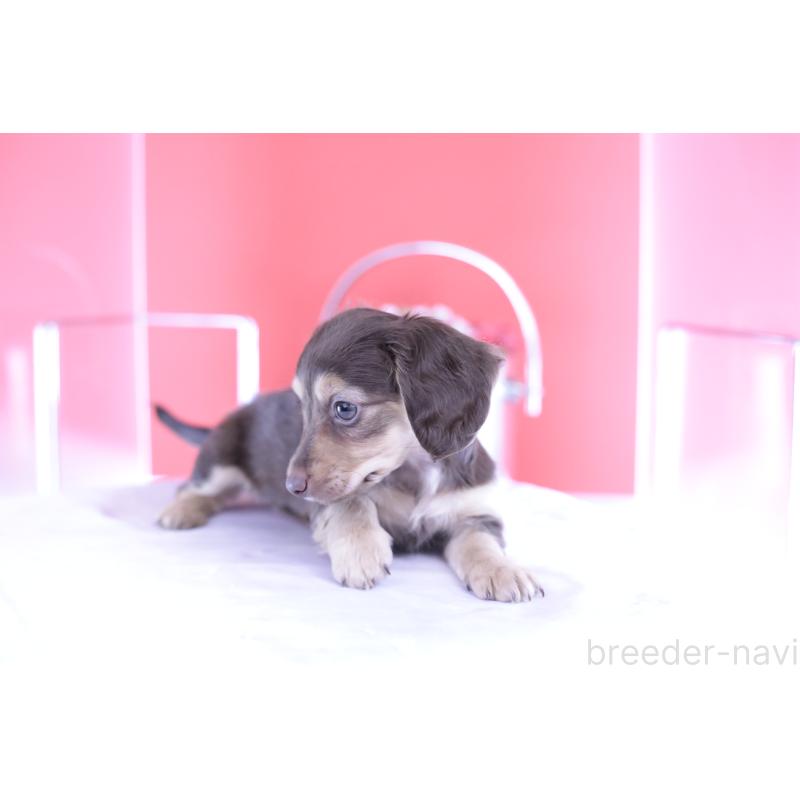 成約済の愛知県のミニチュアダックスフンド(ロングヘアード)-403514の4枚目