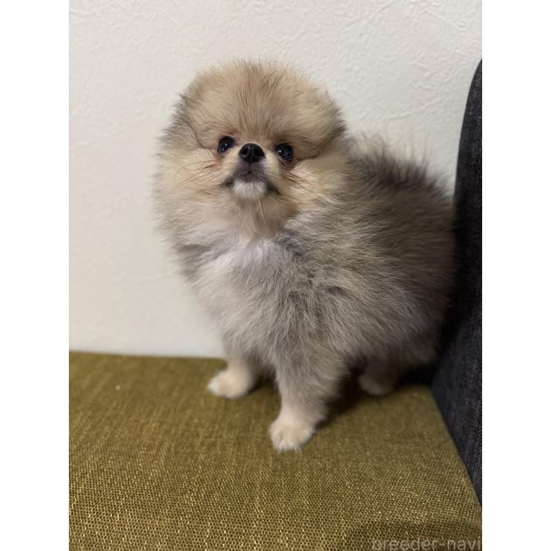 成約済の滋賀県のポメラニアン-401974の3枚目