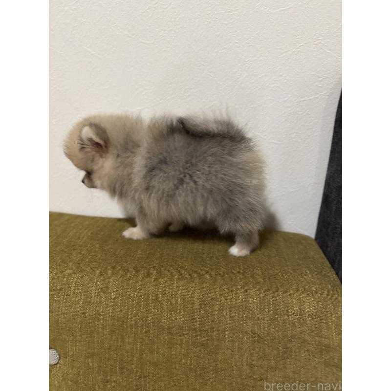 成約済の滋賀県のポメラニアン-401974の2枚目