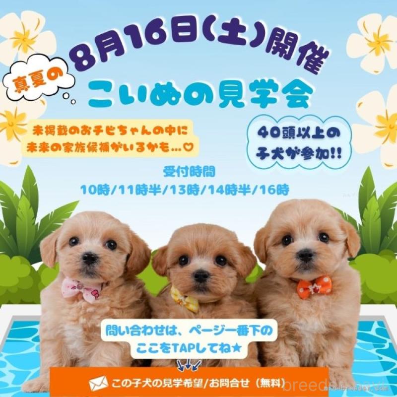 販売中の神奈川県のトイプードル-406372の17枚目