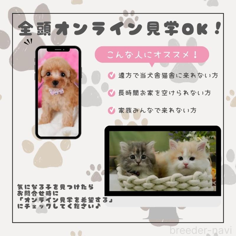 販売中の神奈川県のトイプードル-406372の16枚目