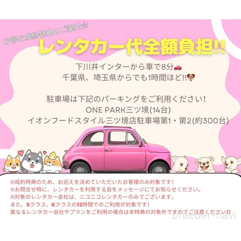 販売中の神奈川県のトイプードル-406372の13枚目