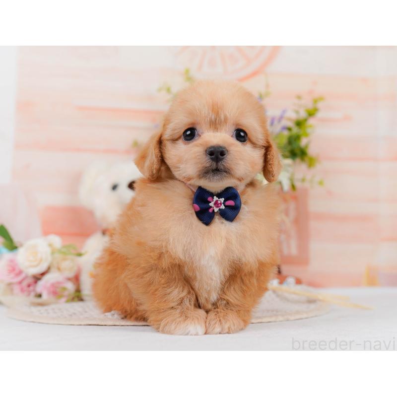 成約済の神奈川県のミックス犬-406367の11枚目