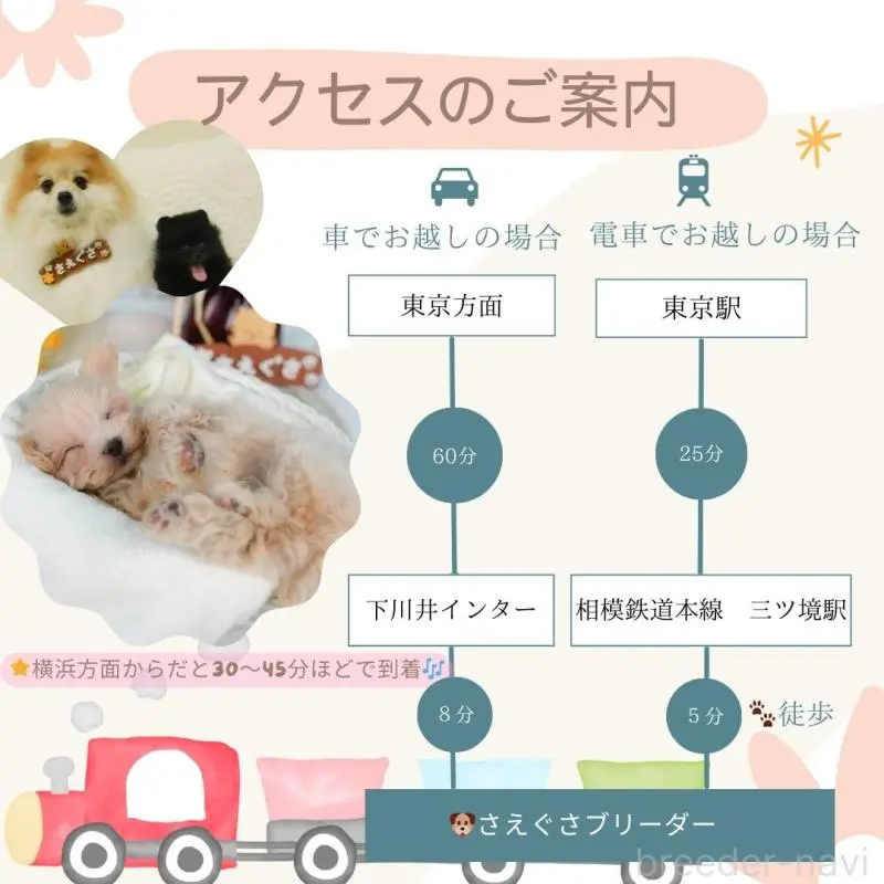 販売中の神奈川県のタイニープードル-406359の14枚目