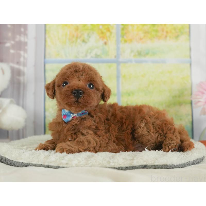 販売中の静岡県のトイプードル-406136の8枚目