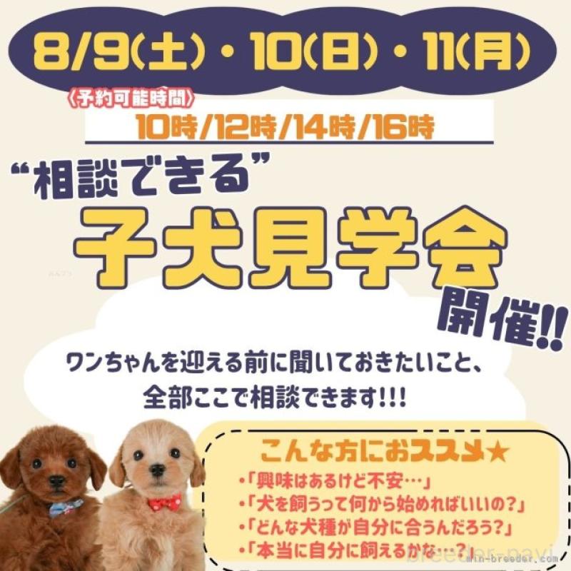 販売中の静岡県のトイプードル-406132の11枚目