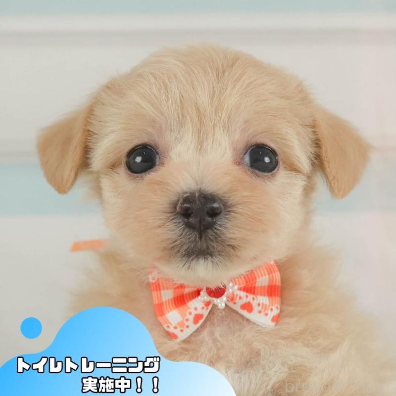販売中の静岡県のマルプー:マルチーズ×トイプードル-406126の1枚目