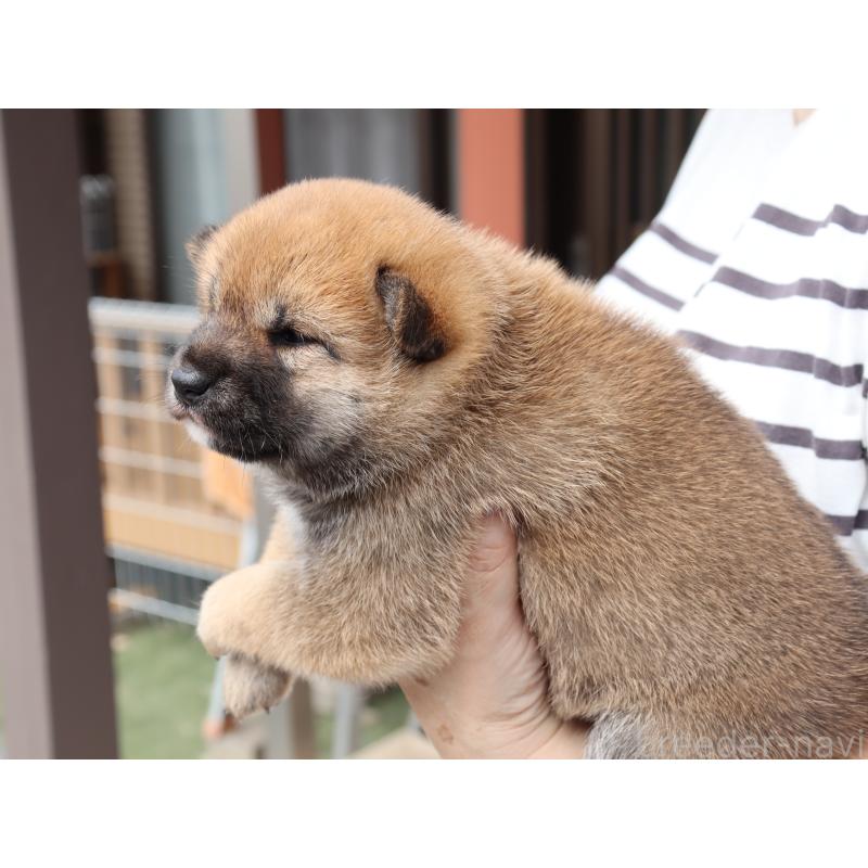 販売中の埼玉県の柴犬-406073の6枚目