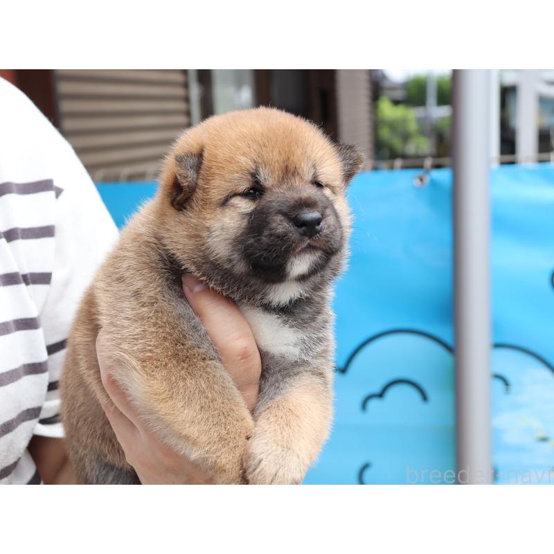販売中の埼玉県の柴犬-406073の5枚目