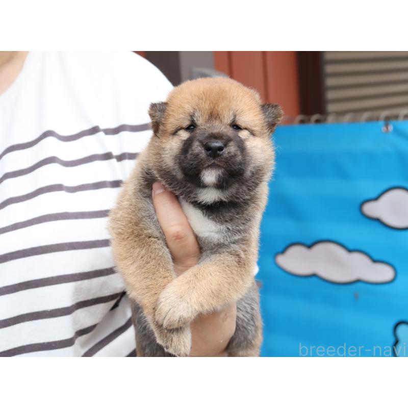 販売中の埼玉県の柴犬-406073の4枚目