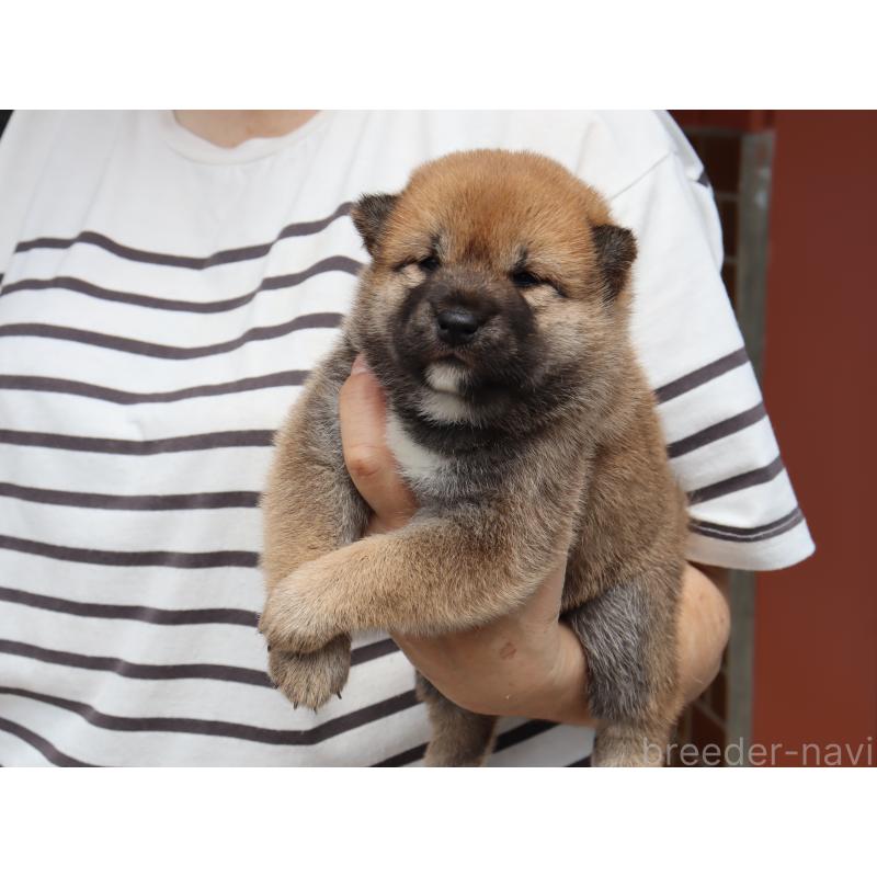 販売中の埼玉県の柴犬-406073の3枚目