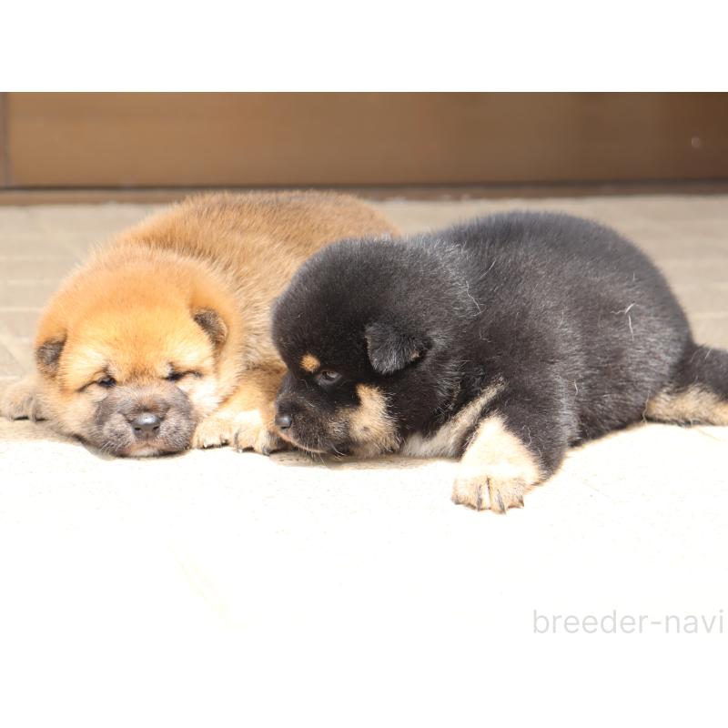 販売中の埼玉県の柴犬-406073の2枚目
