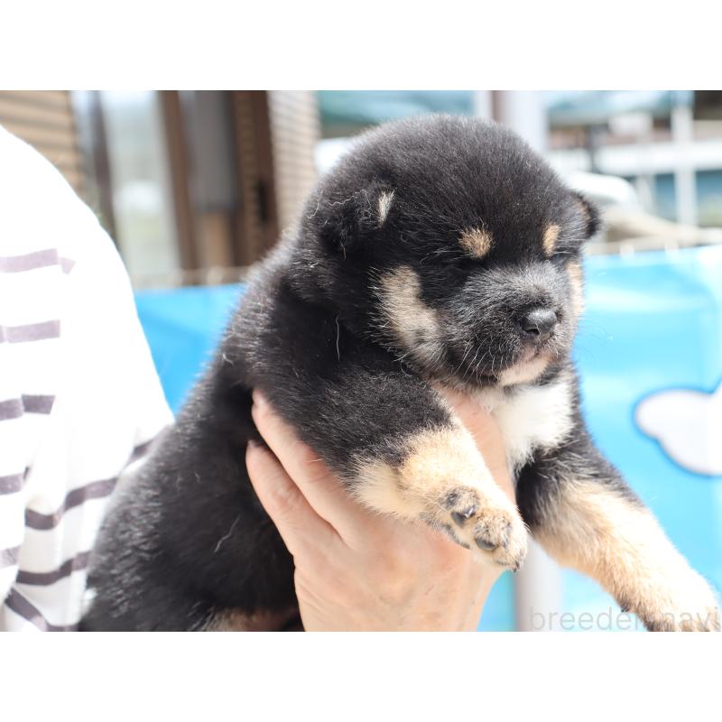 販売中の埼玉県の柴犬-406074の7枚目