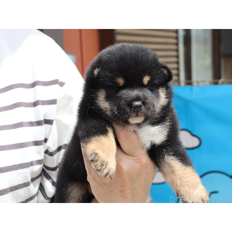 販売中の埼玉県の柴犬-406074の6枚目
