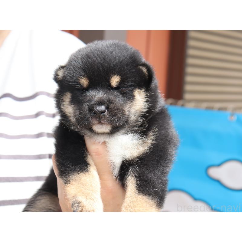 販売中の埼玉県の柴犬-406074の5枚目