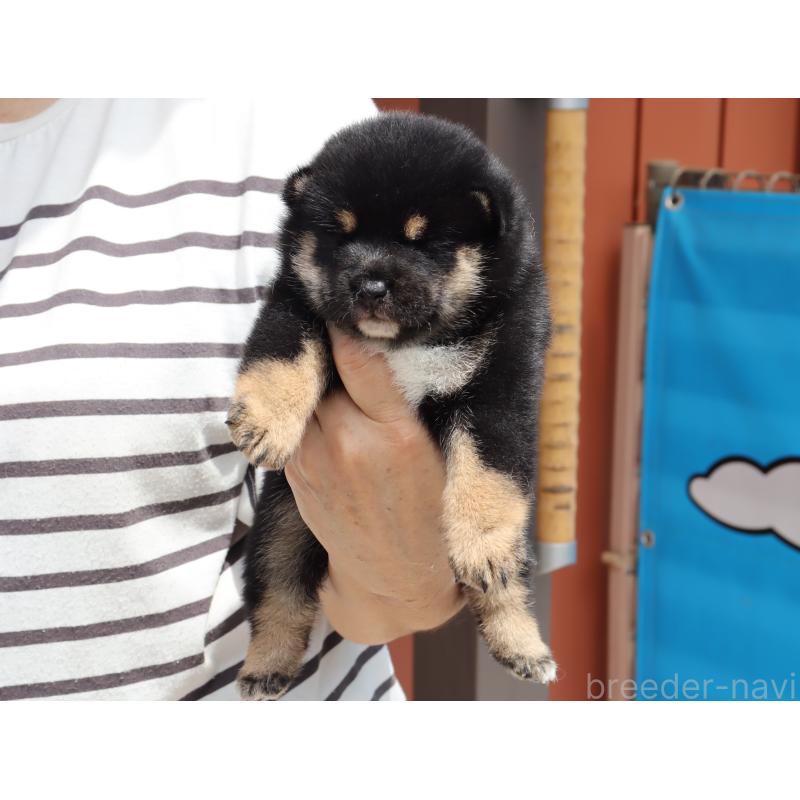 販売中の埼玉県の柴犬-406074の4枚目