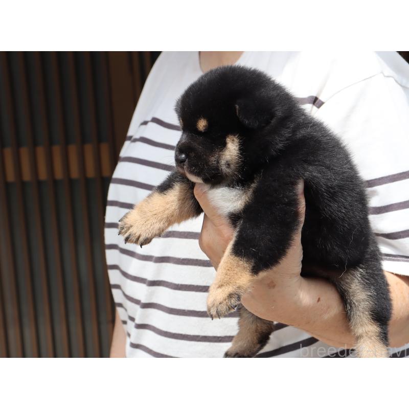 販売中の埼玉県の柴犬-406074の3枚目