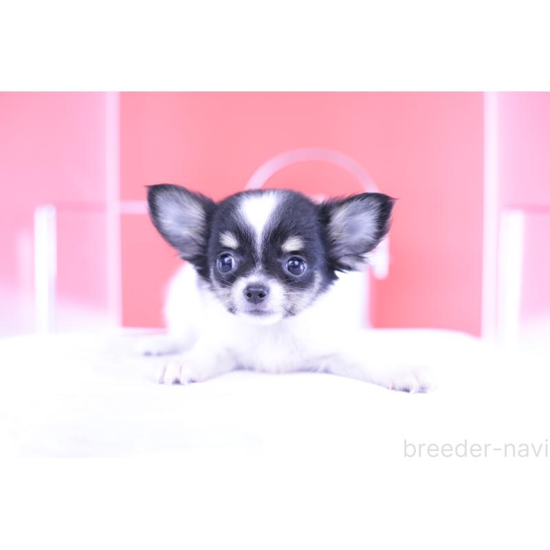 成約済の愛知県のチワワ(ロングコート)-399054の14枚目