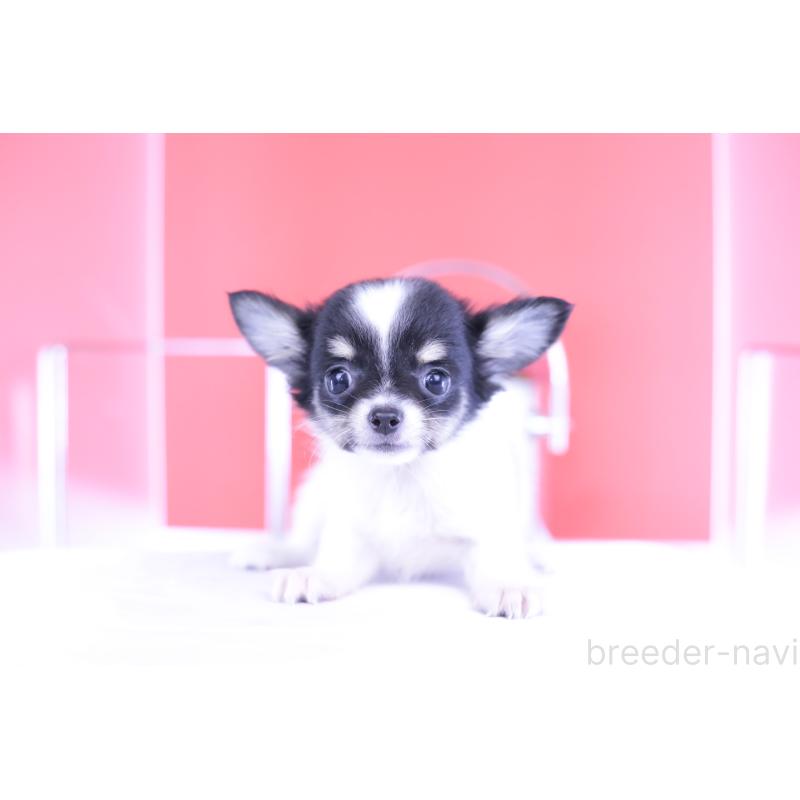 成約済の愛知県のチワワ(ロングコート)-399054の12枚目