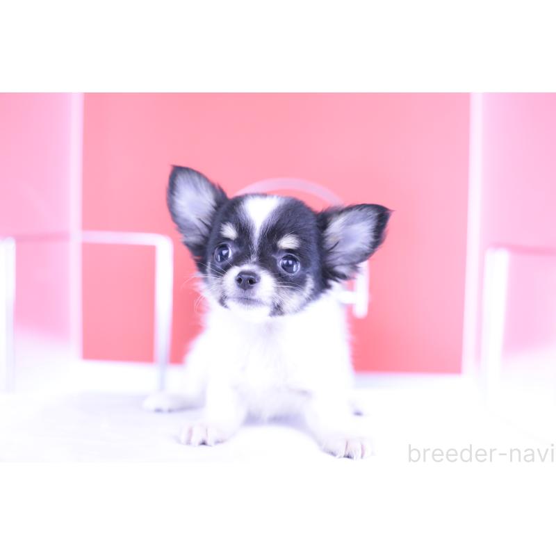 成約済の愛知県のチワワ(ロングコート)-399054の9枚目