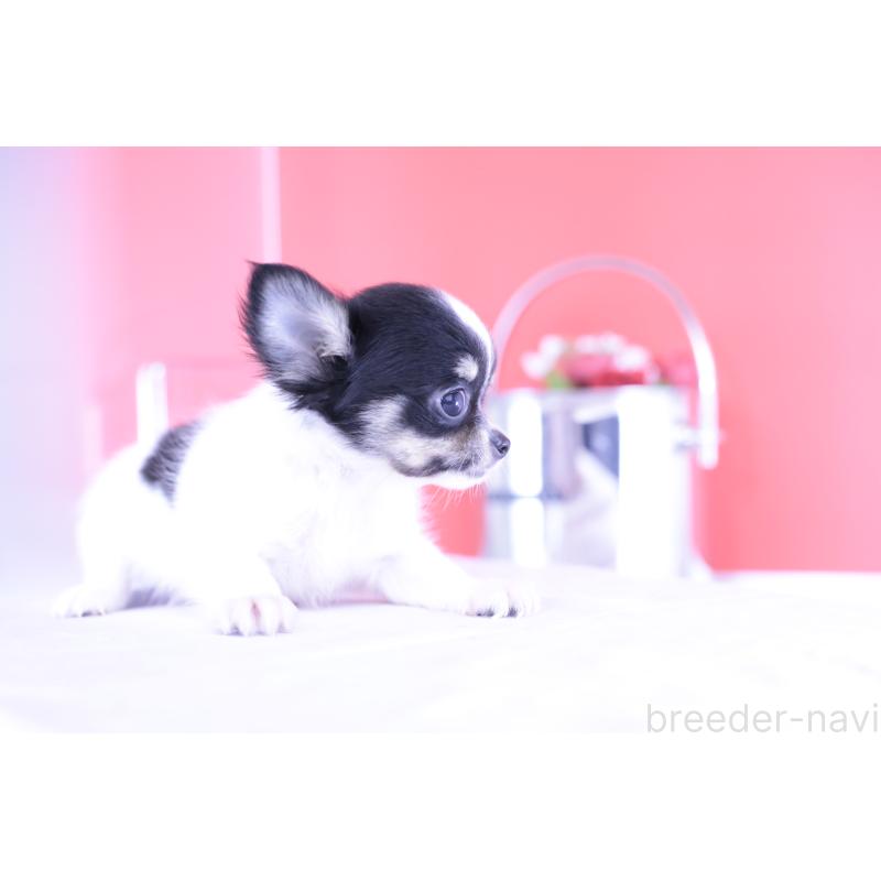 成約済の愛知県のチワワ(ロングコート)-399054の8枚目