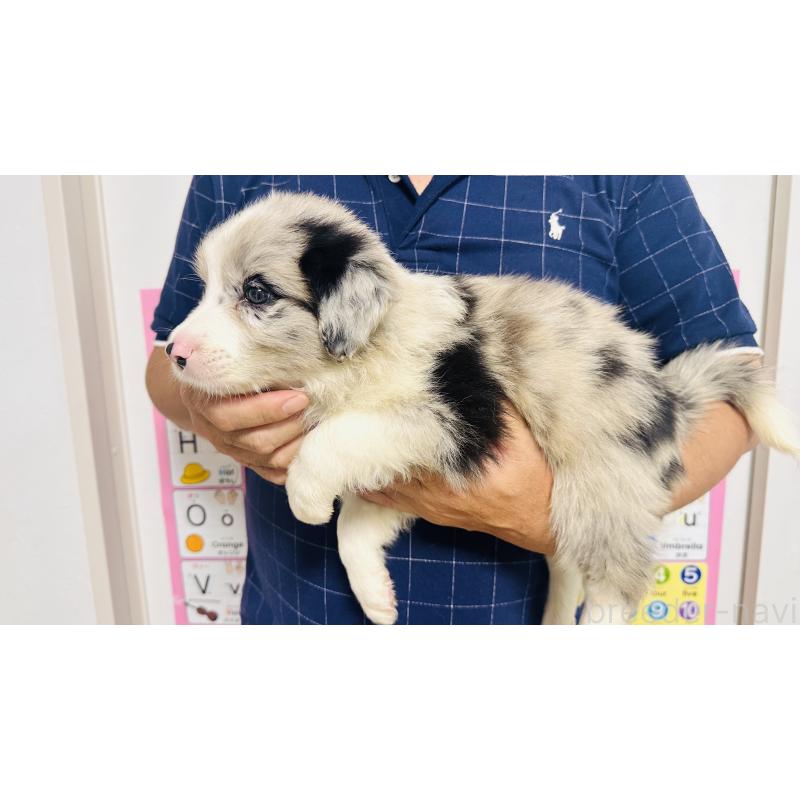 販売中の愛知県のボーダーコリー-406095の5枚目