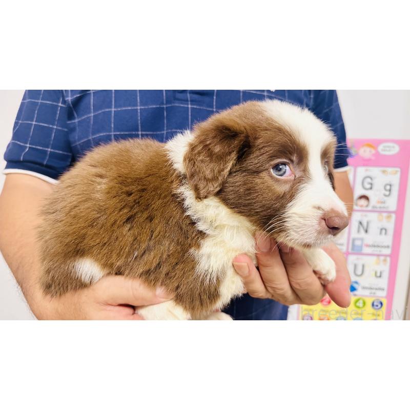 販売中の愛知県のボーダーコリー-406099の3枚目