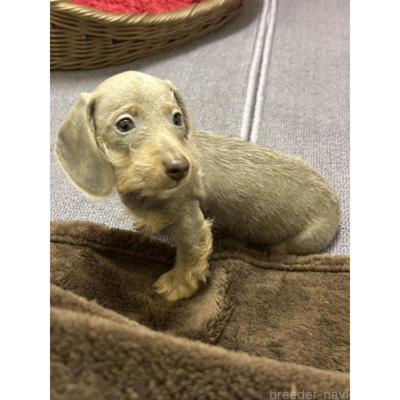 販売中の愛知県のミニチュアダックスフンド(ワイヤーヘアード)-406098の4枚目