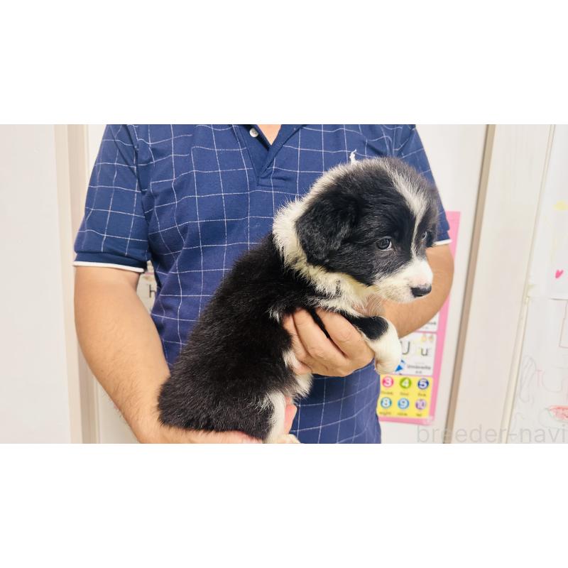 販売中の愛知県のボーダーコリー-406103の3枚目