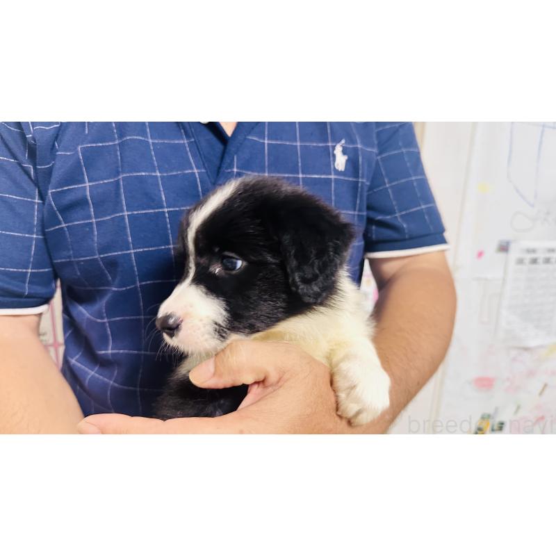 販売中の愛知県のボーダーコリー-406103の2枚目
