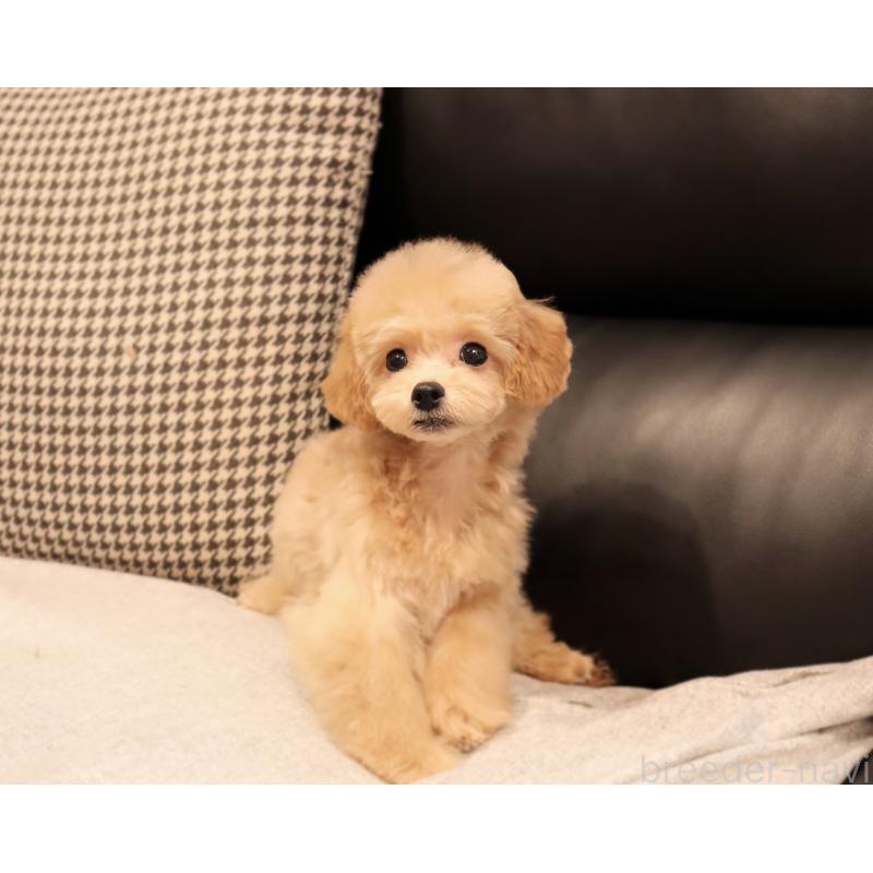 販売中の岡山県のミックス犬-392221の6枚目
