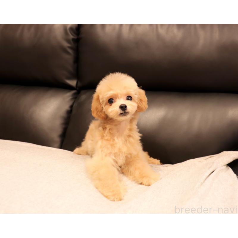 販売中の岡山県のミックス犬-392221の4枚目