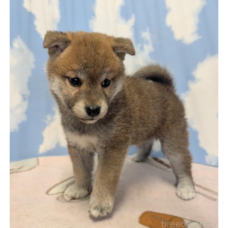 販売中の静岡県の柴犬-399684の4枚目