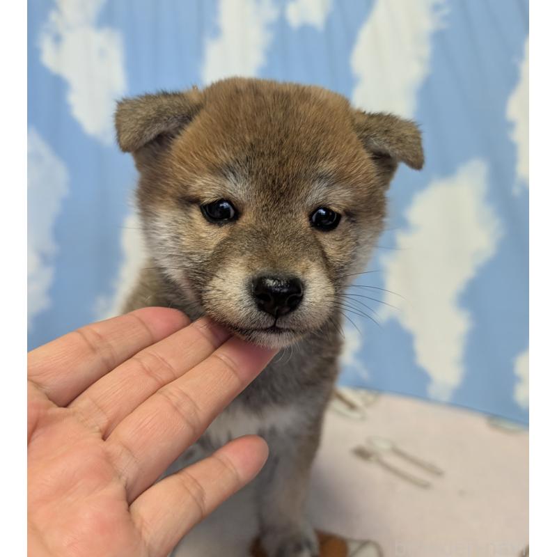 販売中の静岡県の柴犬-399684の3枚目