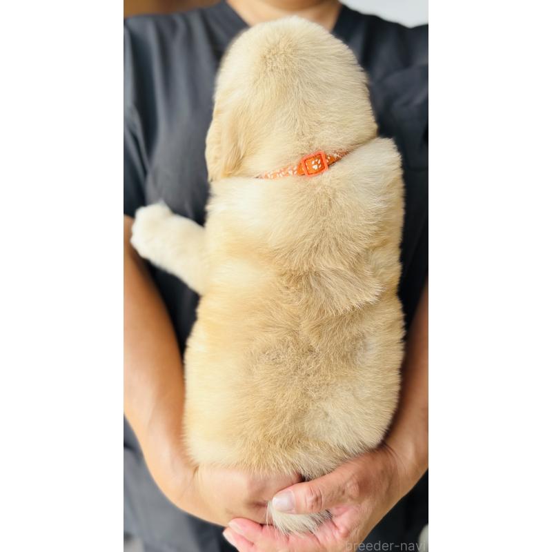 販売中の徳島県のゴールデンレトリーバー-400802の2枚目