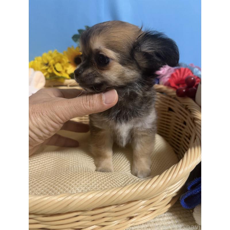 成約済の福岡県のチワワ(ロングコート)-401870の8枚目