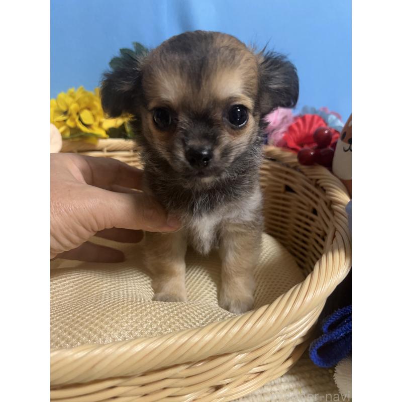 成約済の福岡県のチワワ(ロングコート)-401870の7枚目