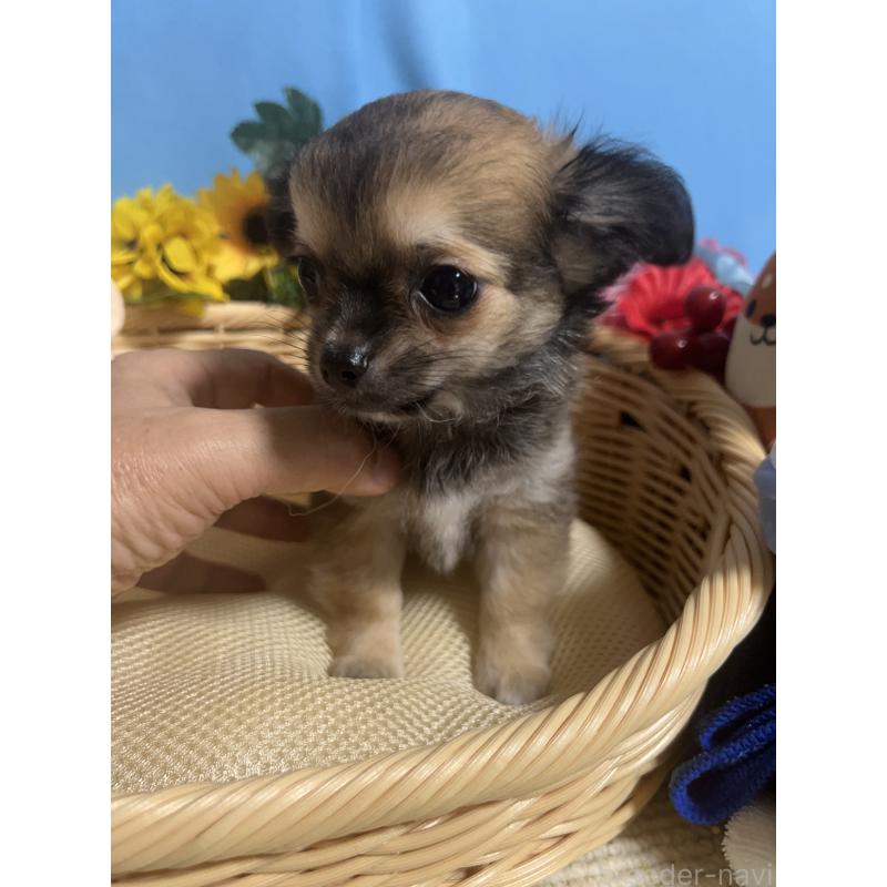 成約済の福岡県のチワワ(ロングコート)-401870の6枚目