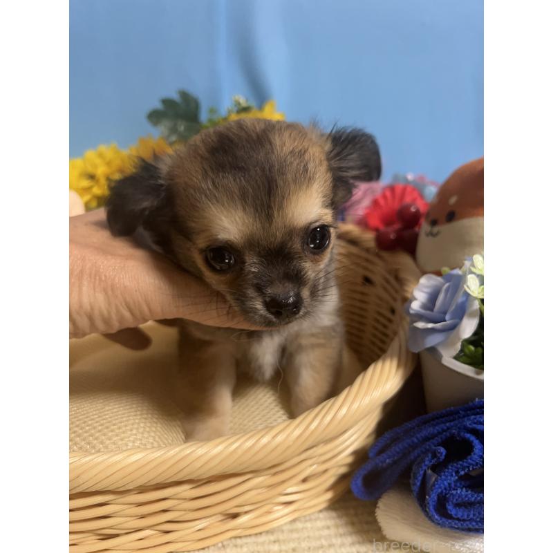 成約済の福岡県のチワワ(ロングコート)-401870の5枚目