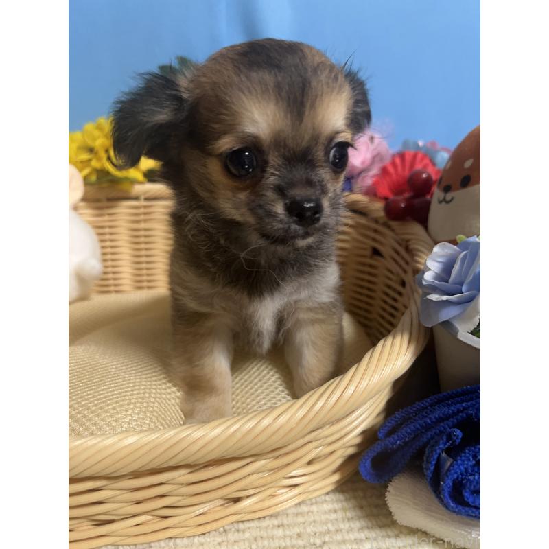 成約済の福岡県のチワワ(ロングコート)-401870の4枚目