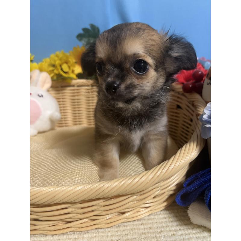 成約済の福岡県のチワワ(ロングコート)-401870の3枚目