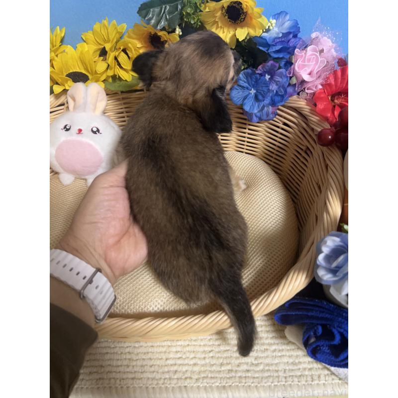 成約済の福岡県のチワワ(ロングコート)-401870の2枚目