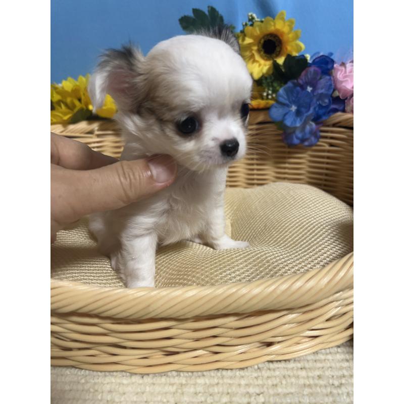 成約済の福岡県のチワワ(ロングコート)-404552の8枚目