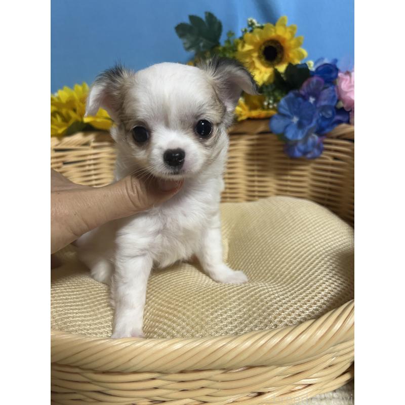 成約済の福岡県のチワワ(ロングコート)-404552の4枚目