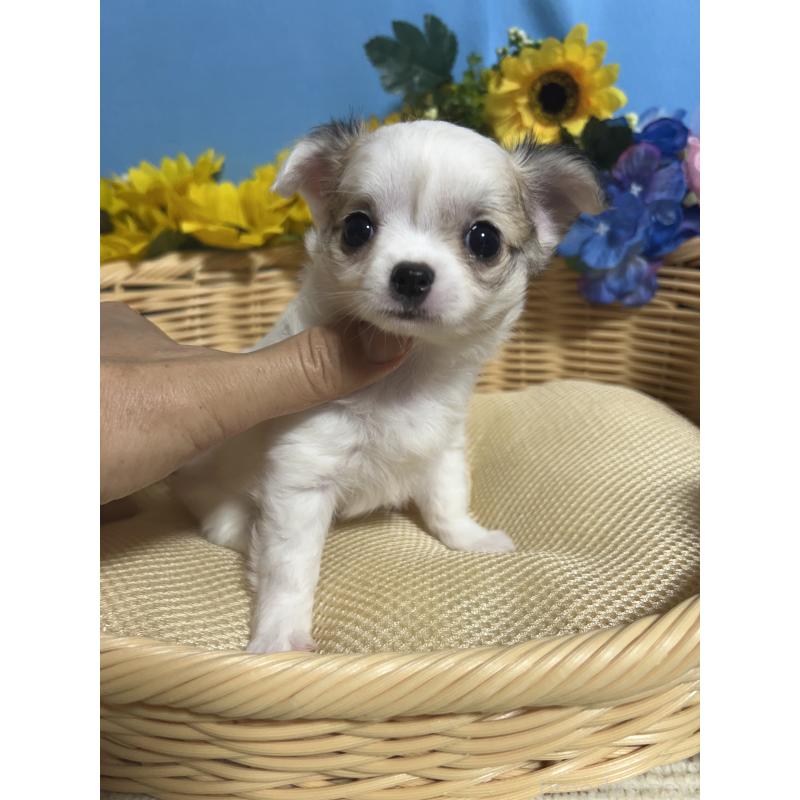 成約済の福岡県のチワワ(ロングコート)-404552の3枚目