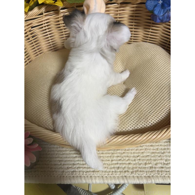 成約済の福岡県のチワワ(ロングコート)-404552の2枚目