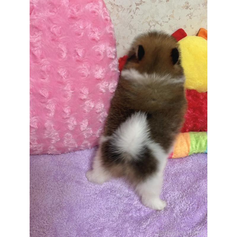 販売中の新潟県のポメラニアン-406131の15枚目