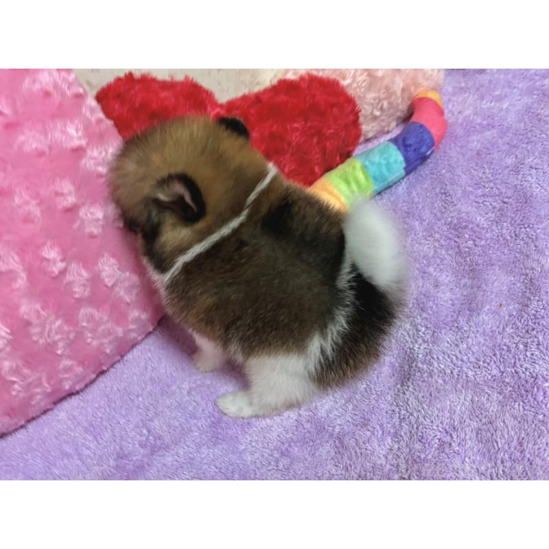 販売中の新潟県のポメラニアン-406131の14枚目