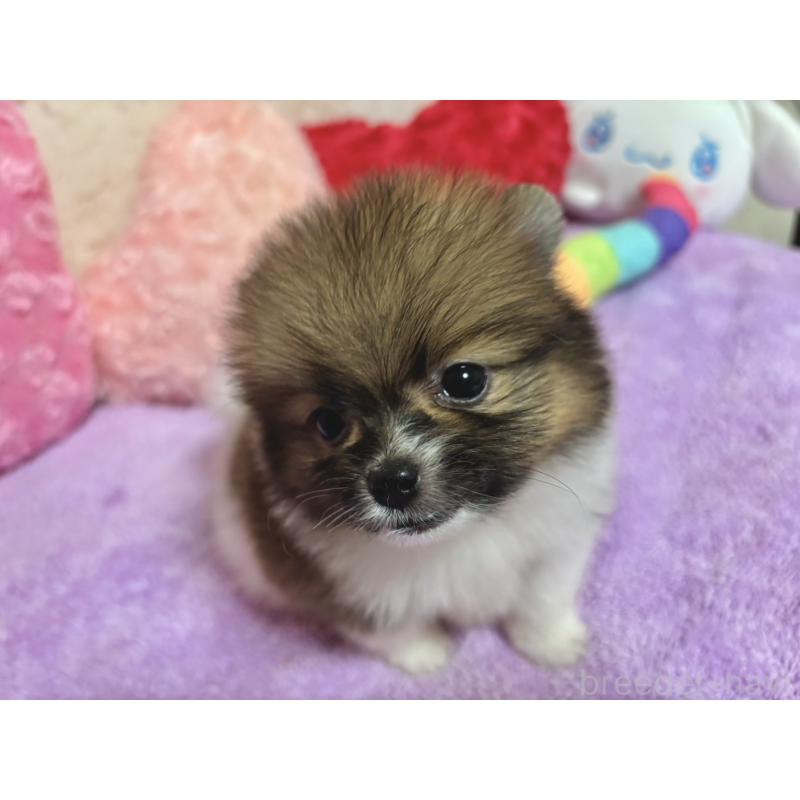 販売中の新潟県のポメラニアン-406131の9枚目